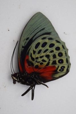 Agrias beatifica mâle
