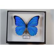 Morpho anaxibia male