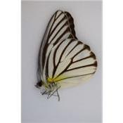 Appias hombroni tambunsis male