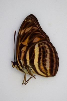 Athyma eulimene hegelochus male RARE