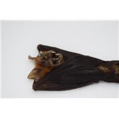 Hipposideros bicolor (pendu)