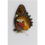 Cethosia biblis perakana