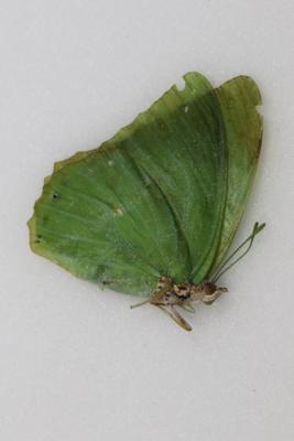 Charaxes eupale femelle A2