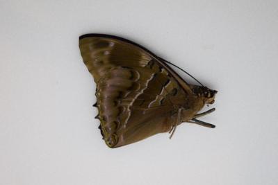 Charaxes numenes male