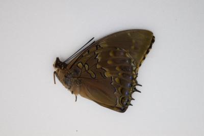 Charaxes tiridates mâle