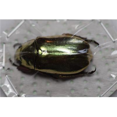 Chrysina argenteola