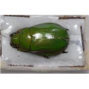 Chrysina juxtaprasina femelle