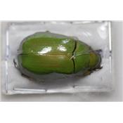 Chrysina karschi femelle