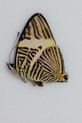 Colobura dirce