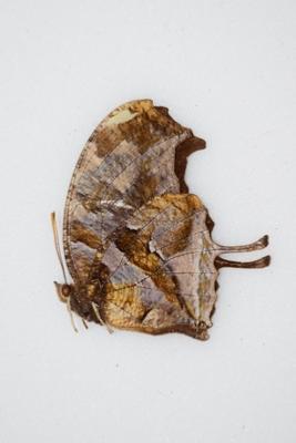 Consul fabius bogotanus male