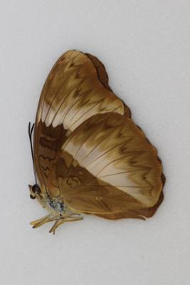 Cymothoe indamora femelle