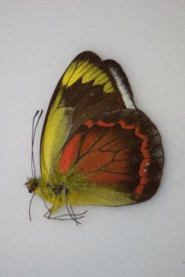 Delias caeneus caeneus male