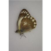 Delias ingai male RARE A-