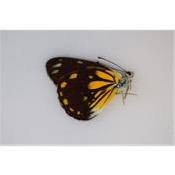 Delias sp 2 male