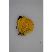 Eurema reticulatus
