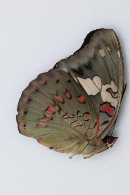 Euthalia amanda femelle