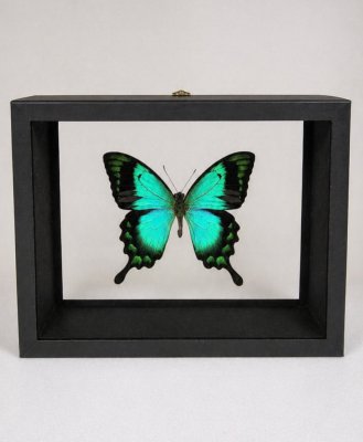 DBV Papilio lorquilianus mâle 