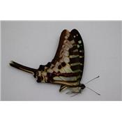 Graphium policenes