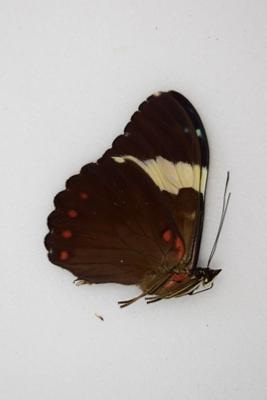 Hamadryas arinome male