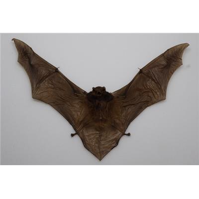 Miniopterus medius (ouvert)