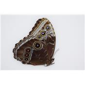 Morpho helenor carillensis mâle