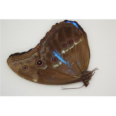 Morpho didius special n°1