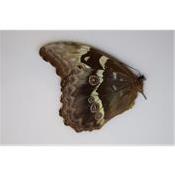 Morpho didius femelle