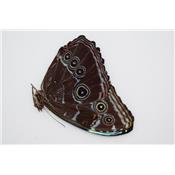 Morpho peleides male