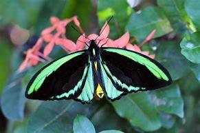 ORNITHOPTERA - TROIDES