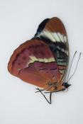Panacea bleuzeni couple