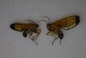 Papillon sp 1