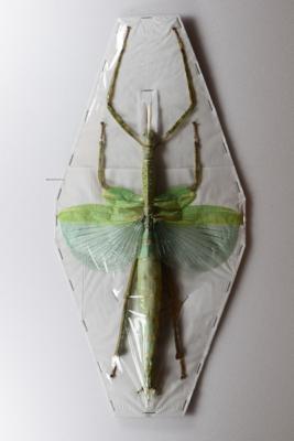 Eurycnema versirubra versifasciata femelle