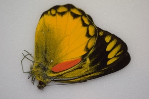 LEPIDOPTERES en PAPILLOTES