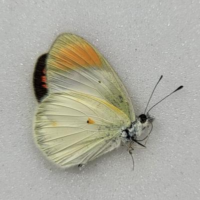 Pieris Teracole