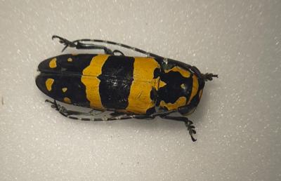 Tragocephala jucunda