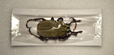 Dicranocephalus wallichii bourgoini male