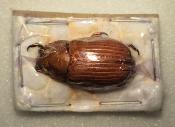 Chrysina paulseni male forme marron