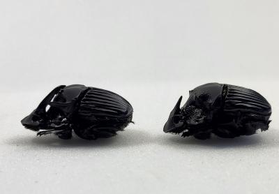 Sulcophanaeus faunus couple