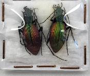 ceroglosus chilensis chiloensis couple