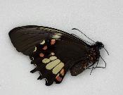 Papilio isidorus femelle