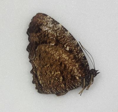 Elymnias nesaea hermia male A-