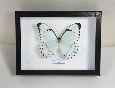 Boîte Cloche Morpho catenaria male