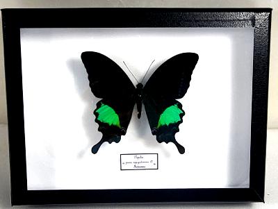 Boîte Cloche Papilio paris male