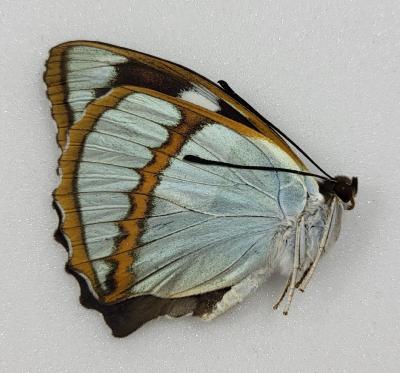 mimathyma scherenckii