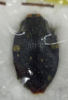 Polybothris auropicta