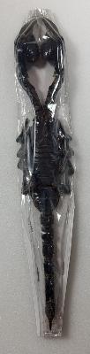 Palamnaeus fulvipes 20cm