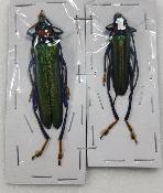 Aphrodisium faldermanii couple