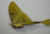 Actias mimosae femelle