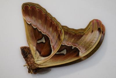 Attacus caesar male