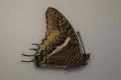 Charaxes epijasius male